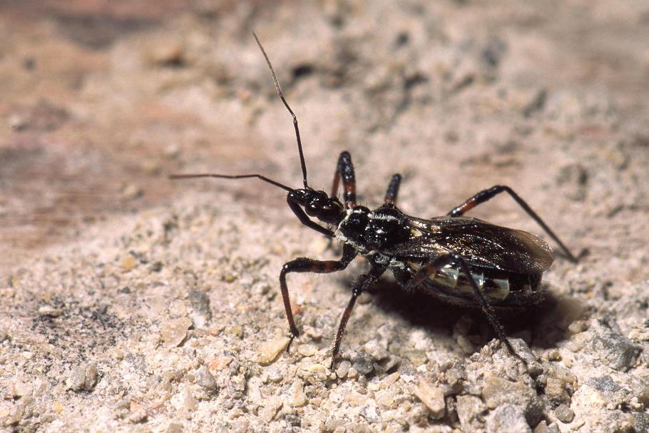 Reduviidae: due Sphedanolestes della Francia meridionale